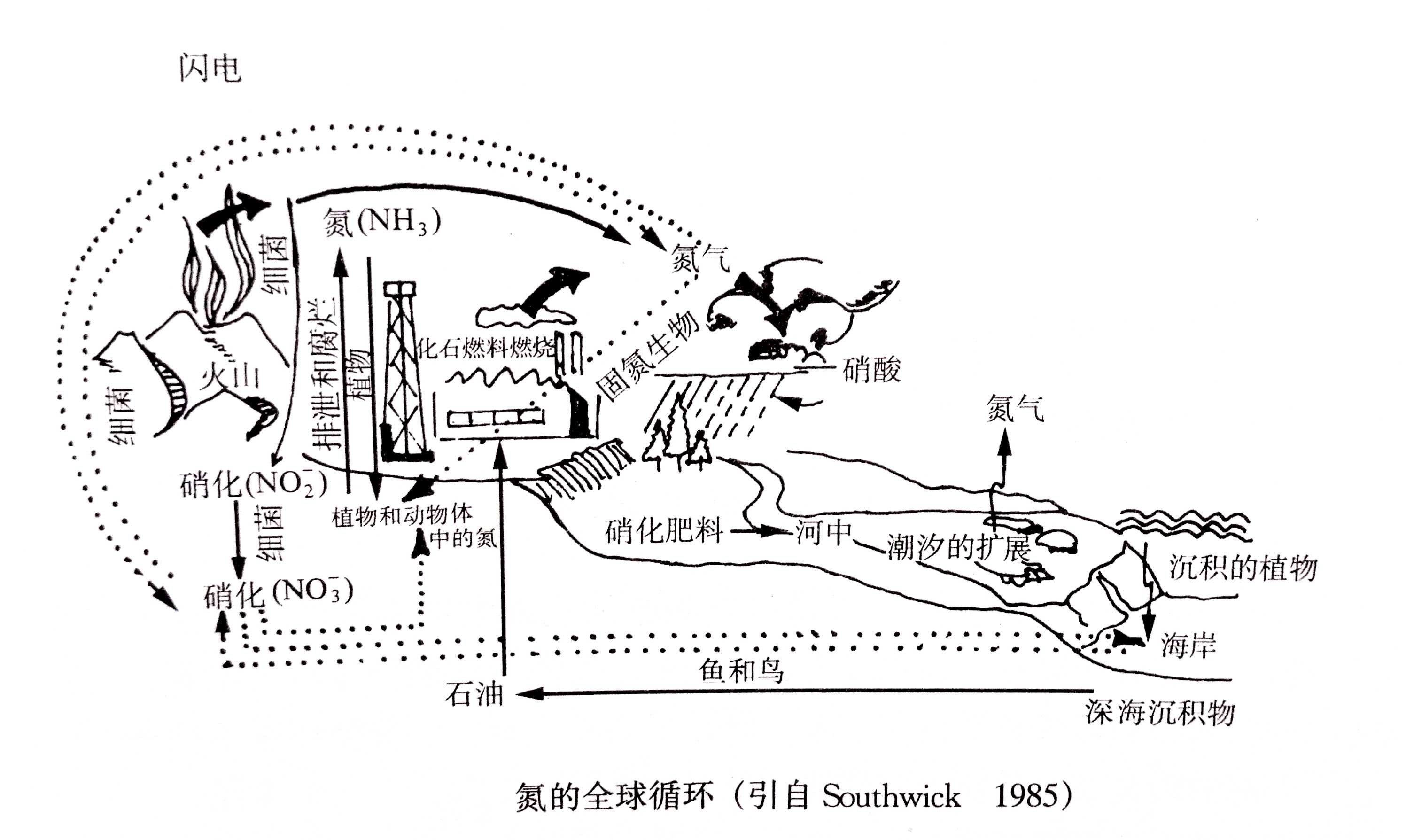 生態(tài)系統(tǒng)的物質(zhì)循環(huán)——氮、磷、硫循環(huán)